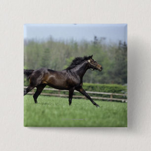 Horse Thoroughbreds, Wassl 1988, 2 Inch Square Button