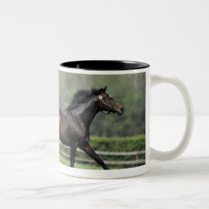 Horse Thoroughbreds, Wassl 1988, Two-Tone Coffee Mug