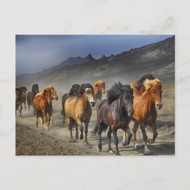 horse trail postcard (Front)