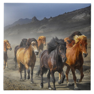 horse trail tile