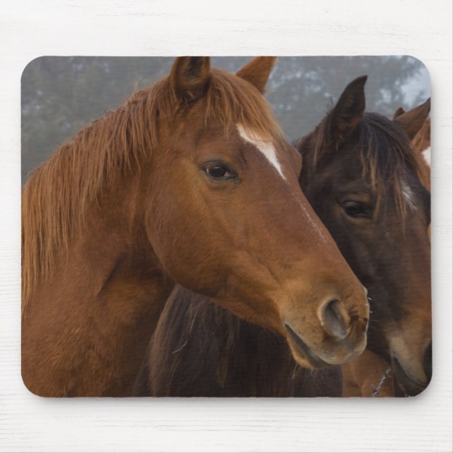 Horse Triplets Mouse Pad (Front)
