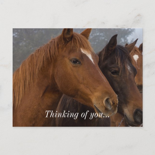 Horse Triplets Thinking Of You Postcard (Front)