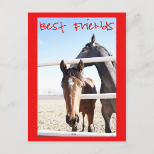 Horse Valentin IV Postcard