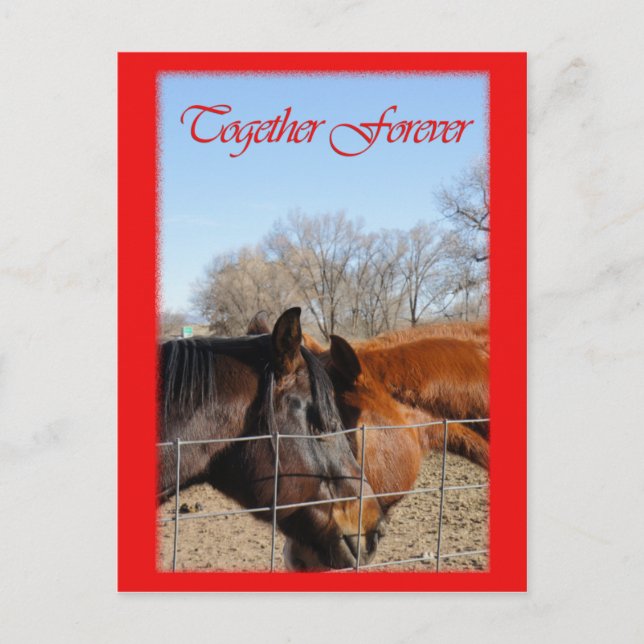Horse Valentine III Holiday Postcard (Front)