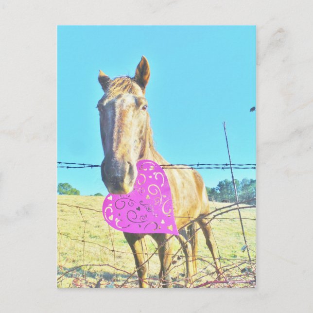 Horse Valentine  Pink and  turquoise Holiday Postcard (Front)