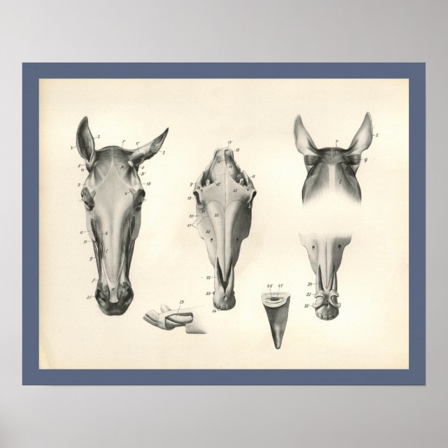 Horse Veterinary Skull Head Muscle Anatomy Print (Front)