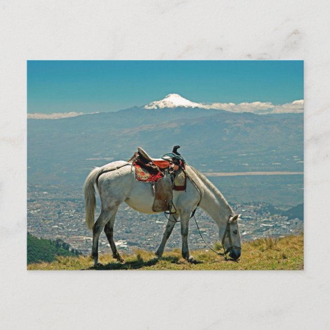 Horse & volcano, Quito, Ecuador Postcard (Front)