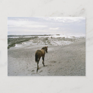 Horse walking on the beach postcard