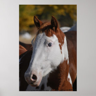 Horse Western Piebald Pinto Paint Poster Art Print