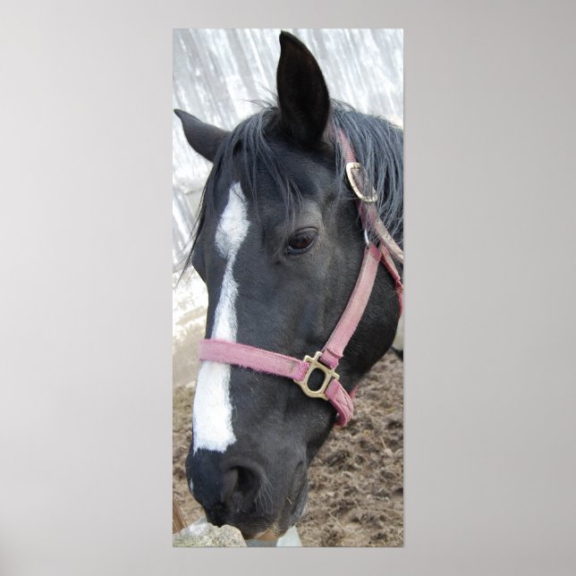 Horse Whisperer Poster (Front)