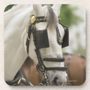 Horse with blinders coaster