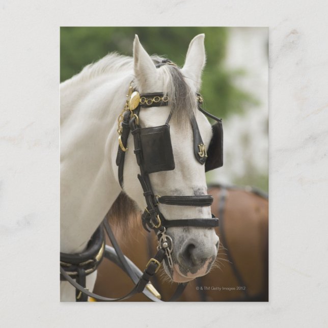 Horse with blinders postcard (Front)