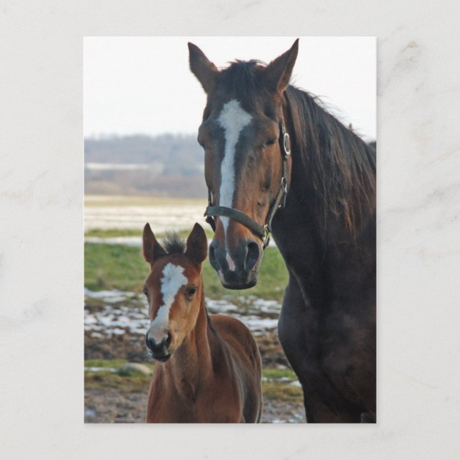 Horse with foal postcard (Front)
