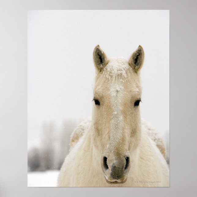 Horse with snow on head poster (Front)