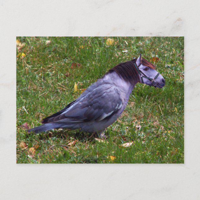 Horsedove postcard (Front)