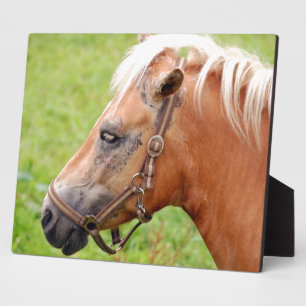 Horsehead 003 plaque