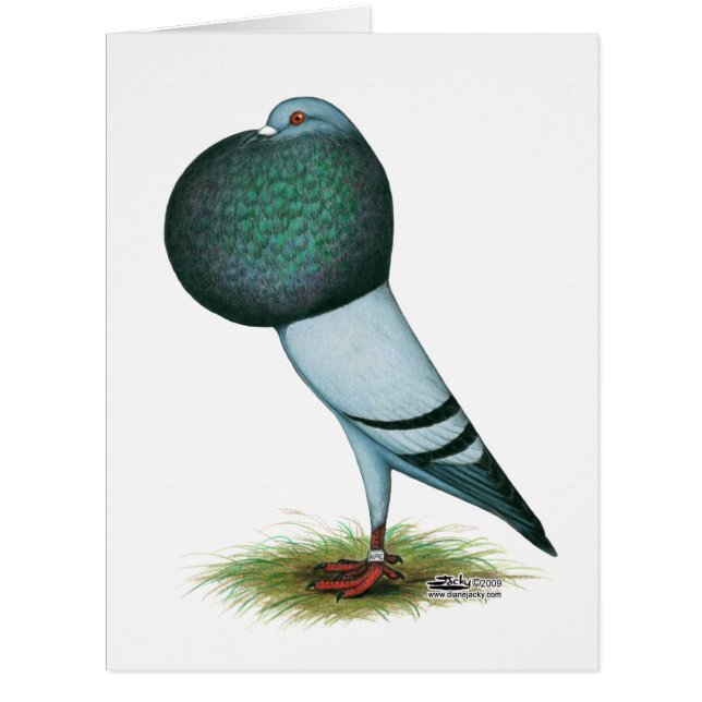 Horseman Pouter Blue (Devant)