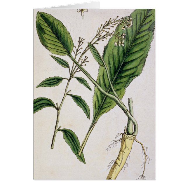 Horseradish, plate 415 from 'A Curious Herbal', pu (Front)