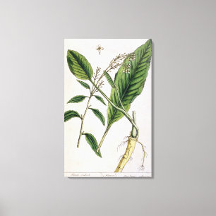 Horseradish, plate 415 from 'A Curious Herbal', pu Canvas Print