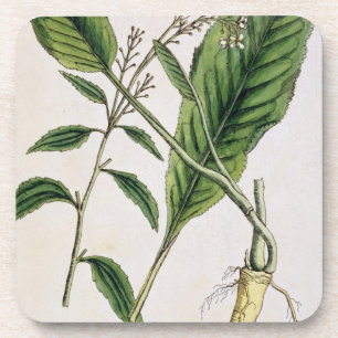 Horseradish, plate 415 from 'A Curious Herbal', pu Coaster