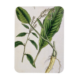 Horseradish, plate 415 from 'A Curious Herbal', pu Magnet