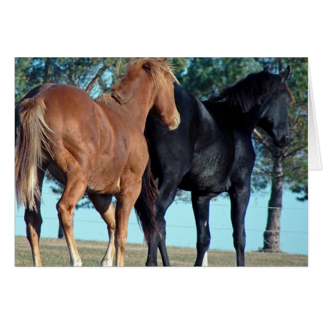 Horses (Front Horizontal)
