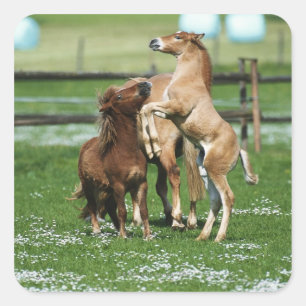 Horses 3 square sticker