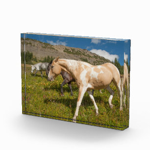 Horses and Mules Photo Block