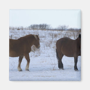 Horses at Cape Kiritappu, Hokkaido Prefecture, Magnet