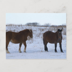 Horses at Cape Kiritappu, Hokkaido Prefecture, Postcard