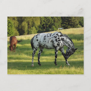 Horses at Evening Postcard