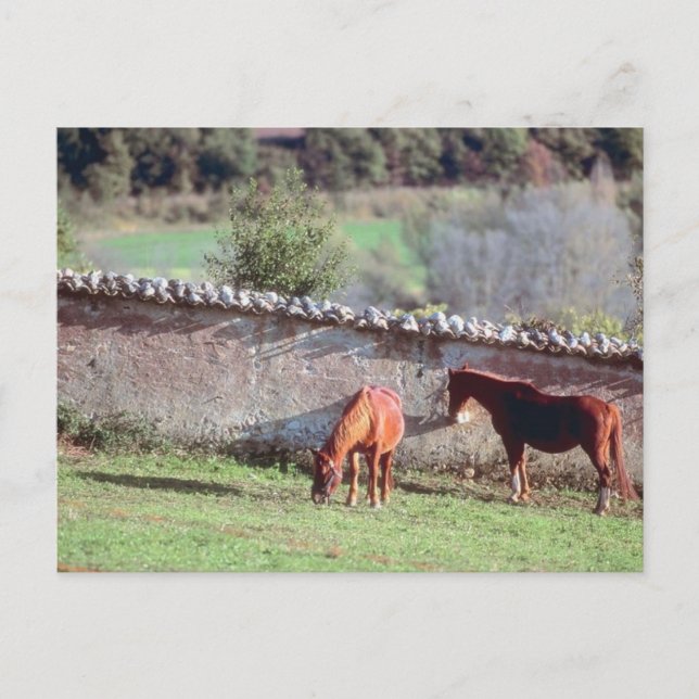 Horses at Pasture Postcard (Front)