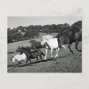 Horses At Play Postcard