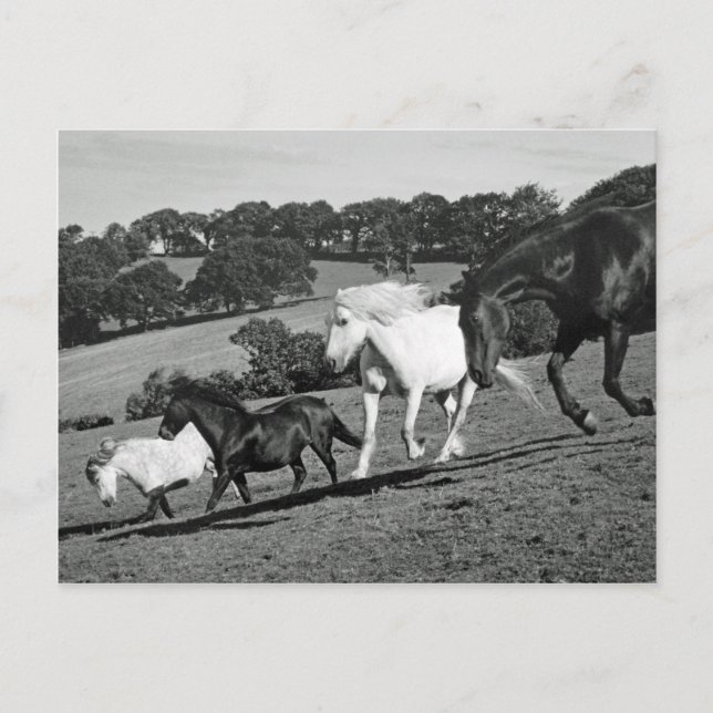 Horses At Play Postcard (Front)