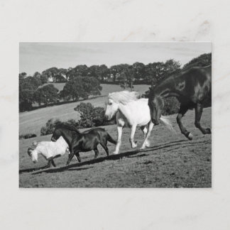 Horses At Play Postcard