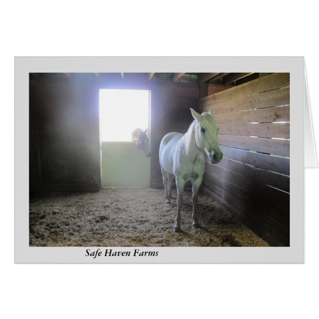Horses at Rest at Safe Haven Farms (Front Horizontal)