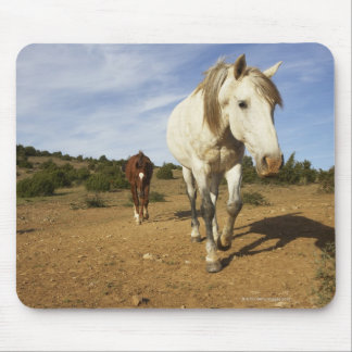 Horses, Aude, Languedoc-Roussillon, France Mouse Pad
