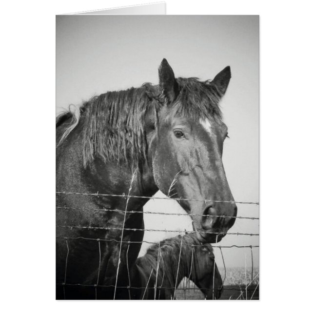 Horses Behind the Fence in Black and White (Front)