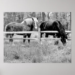Horses Black & White -- Digital Photography Art Poster
