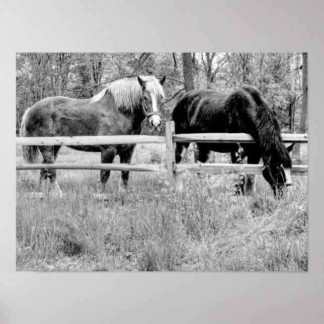 Horses Black & White -- Digital Photography Art Poster (Front)