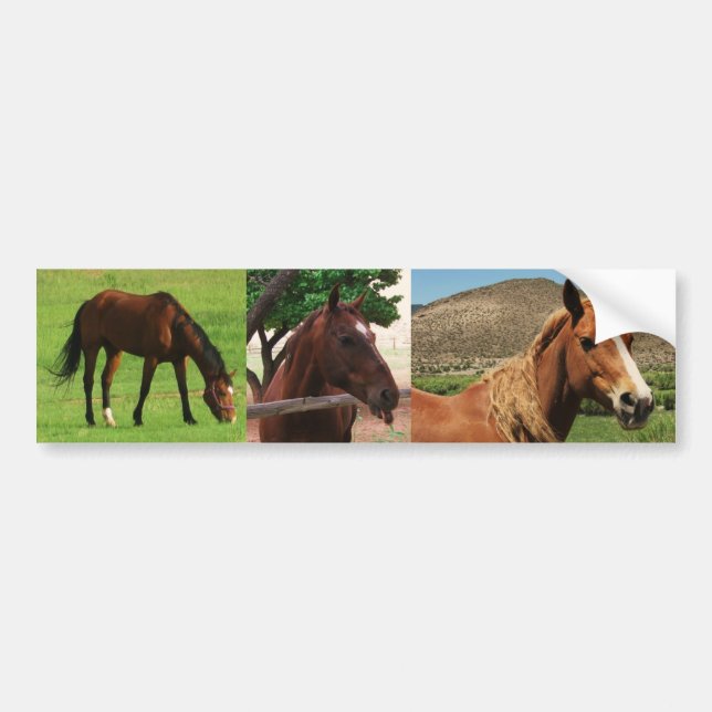 Horses Bumper Sticker (Front)