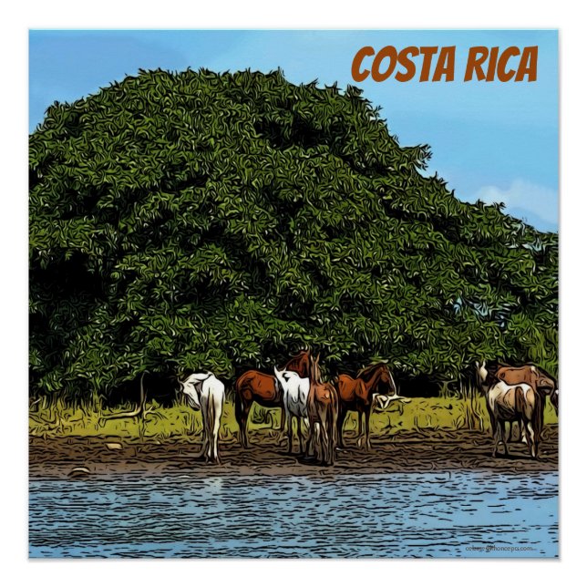 Horses by the water - Costa Rica  Poster (Front)