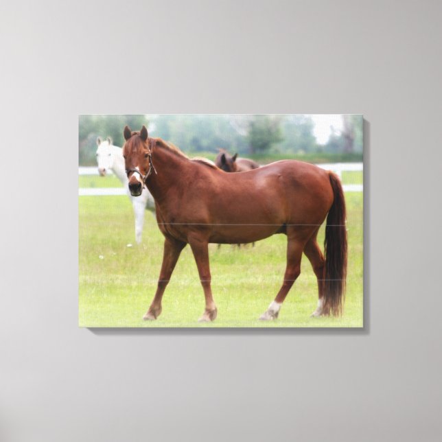 Horses/Canvas Wrap Canvas Print (Front)