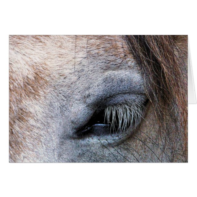 HORSES card (Front Horizontal)