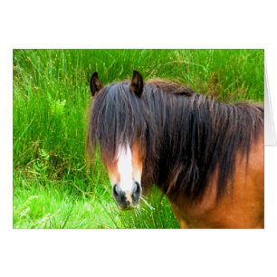 HORSES CARD