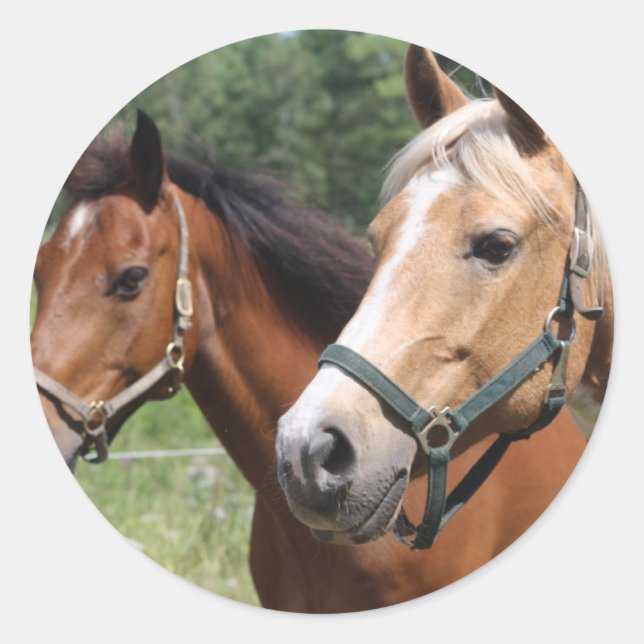 Horses Classic Round Sticker (Front)