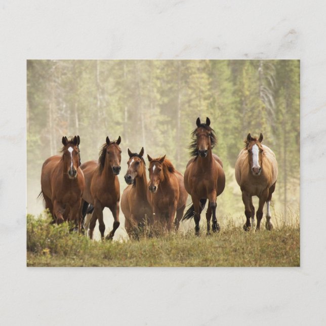 Horses cresting small hill during roundup postcard (Front)
