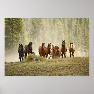 Horses cresting small hill during roundup, poster