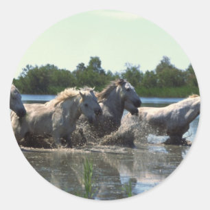 Horses Crossing Water Classic Round Sticker
