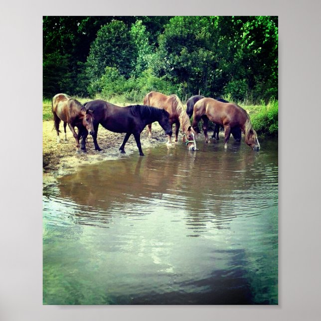 Horses Drinking from Pond Poster (Front)